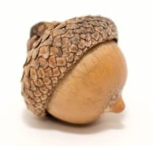 acorn cropped 1024