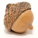 acorn cropped
